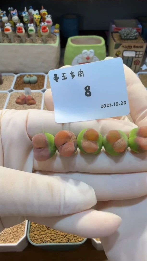 粥*825.10.20-08粥粥8