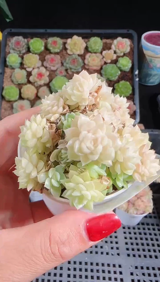1102-31麦秆群不包整