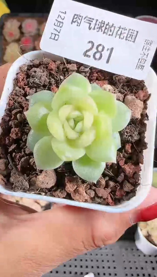 1207-281碧琉璃多肉群生不包整