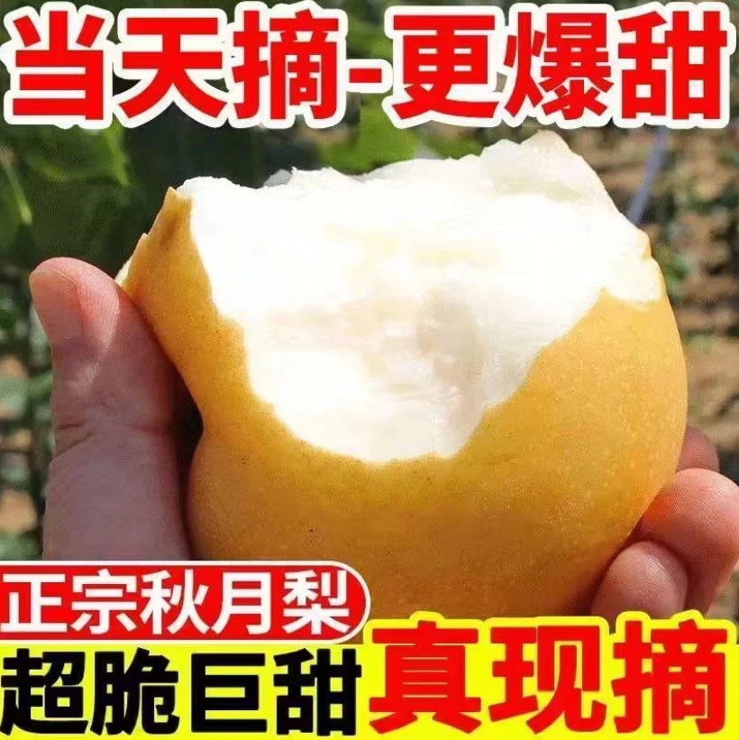 秋月梨新鲜现摘脆甜多汁皮薄当季水果中秋