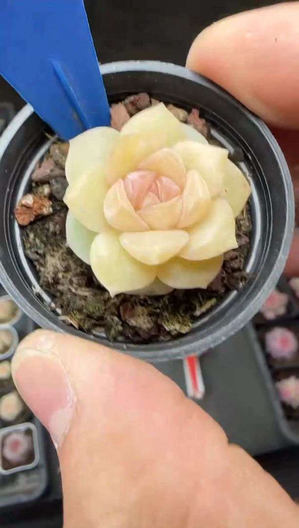 【闪购商品】一物一拍489