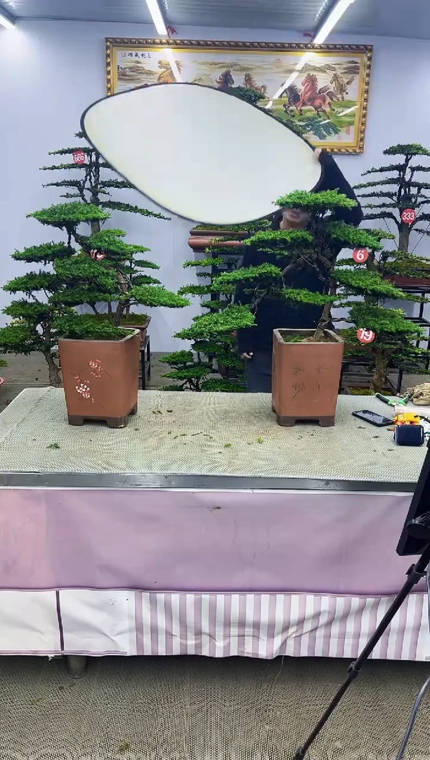 【闪购商品】八斗松/松类活物造型盆景，以直播间截图为啊啊啊啊