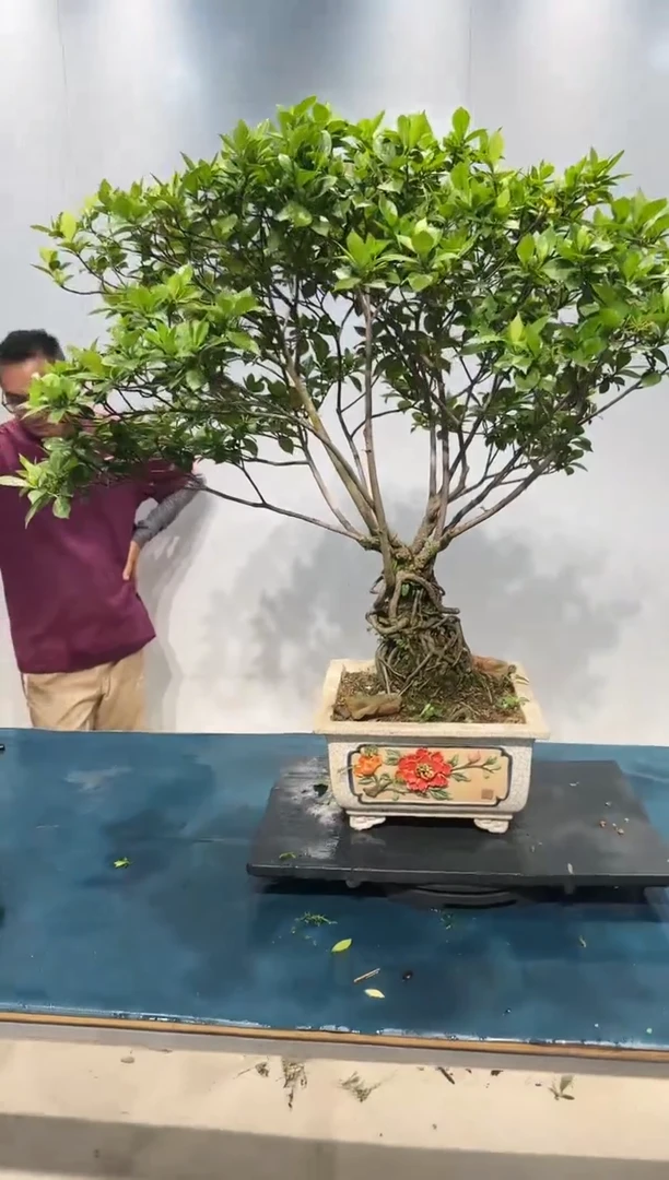 无花朵栀子花盆景