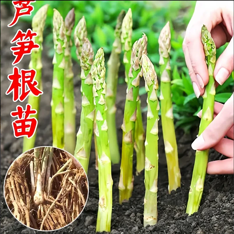 芦笋根苗高产四季耐寒耐热盆栽地栽阳台种植蔬菜苗