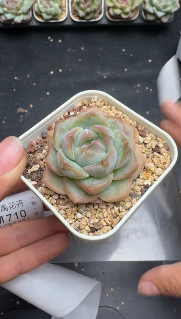 705M当天拍3颗包柚 带盆土纸巾打包 云禹花卉 珍妮多肉植物