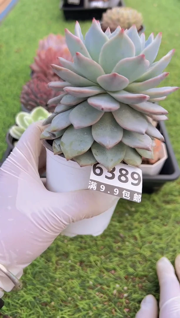 【闪购商品】信福多肉一物一拍