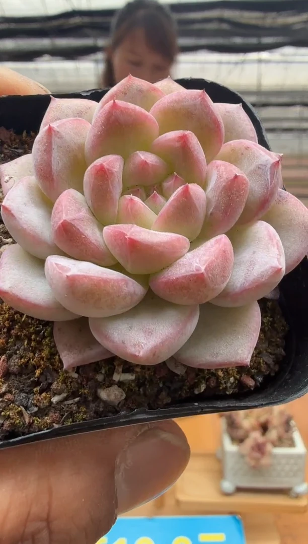 东云多肉园二店-108