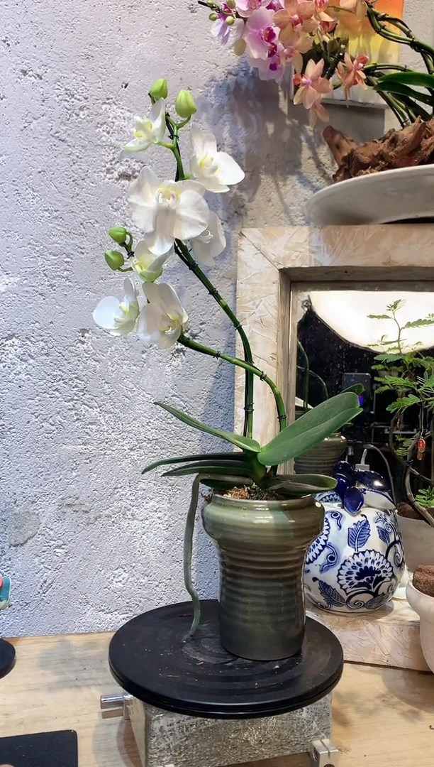 大部分花苞少量开放325蝴蝶兰一物一拍