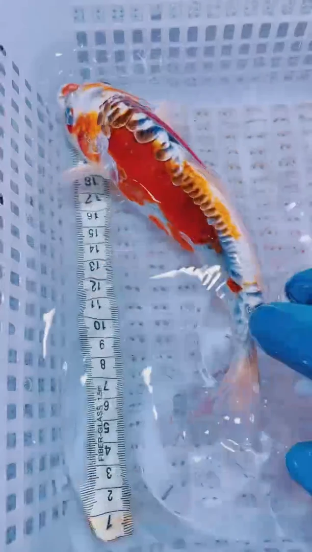 锦鲤血统锦鲤全场包邮58