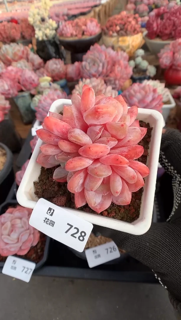 728雪天使多肉植物一物一拍
