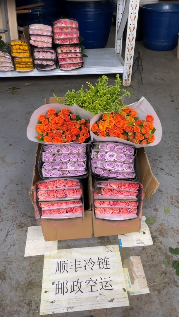 朱小姐20枝+海洋之歌20枝+橙色芭比10枝+黄莺