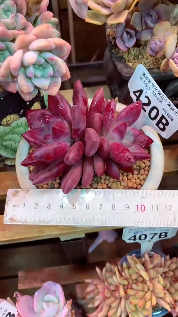 420B（一物一拍实付满28发货，默认不带盆土）