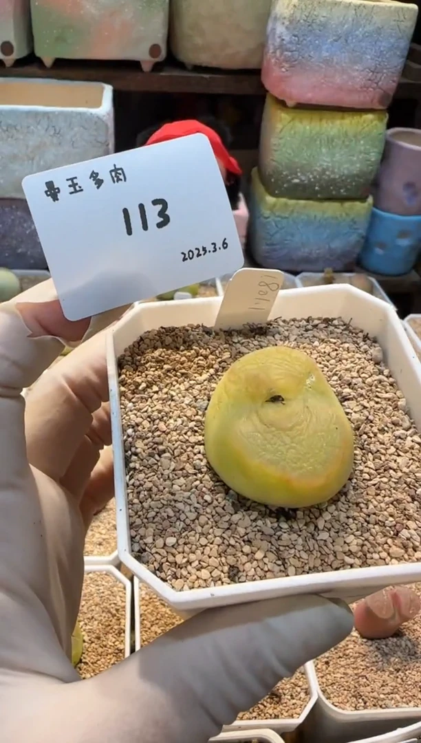 【闪购商品】25.3.6-113