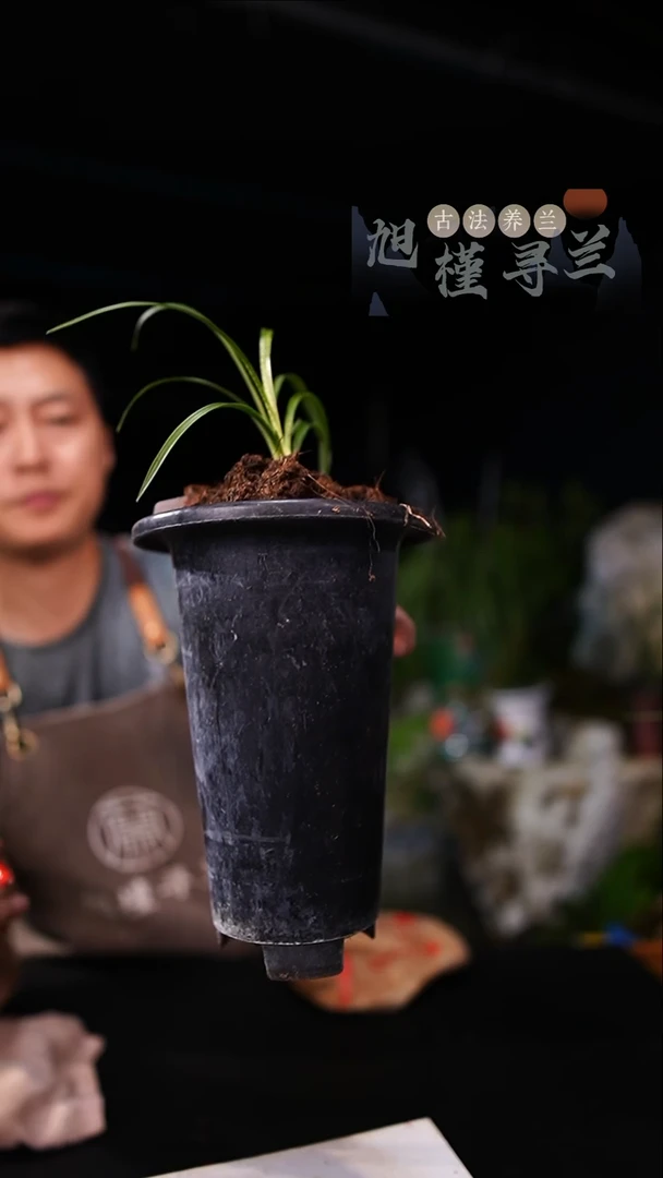 当前无花栽培后可以开花春兰-蛇斑（一物一拍）
