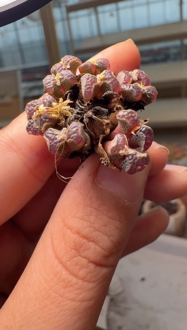 念*28-182多肉植物肉锥超蝶