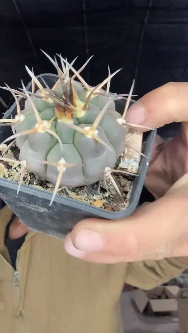 三****虎实生守金魔天龙39.99