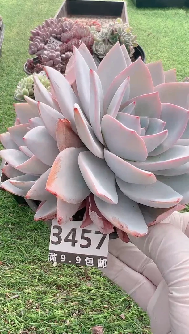 【闪购商品】信福多肉一物一拍