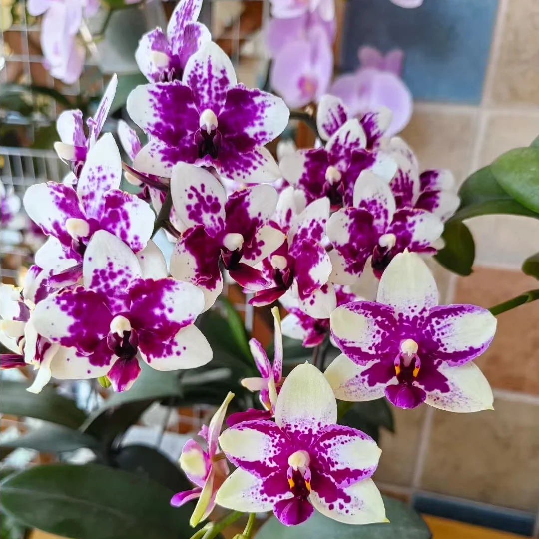 【香水紫钻】浓香型蝴蝶兰  带花剑发货  2.8寸杯