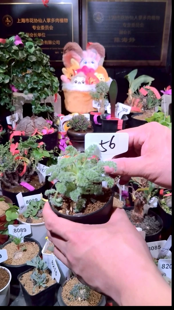 56号1230点赞福利植物