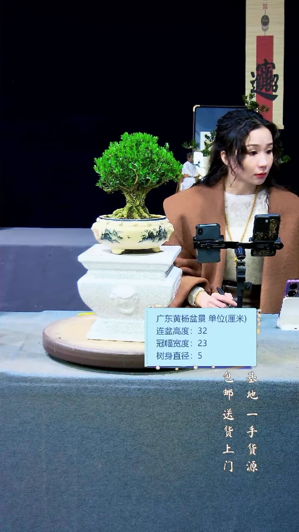 【闪购商品】雀舌黄杨盆景雀舌黄杨盆景