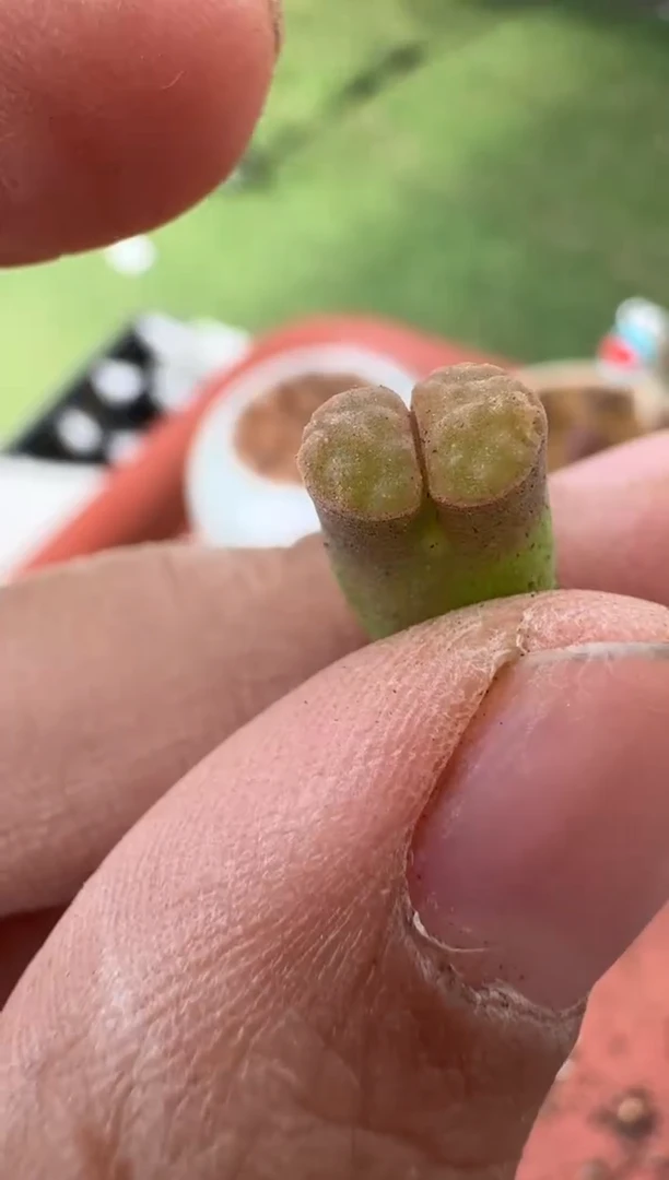 美丽的肉石头10-132