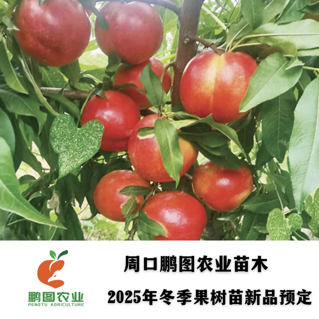 中油金夏 6月底高亮度油桃代表 颜值高口感好货架期长大果型