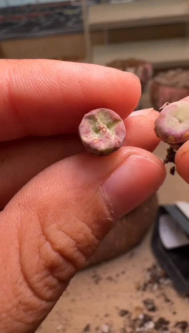 10-253多肉植物肉锥