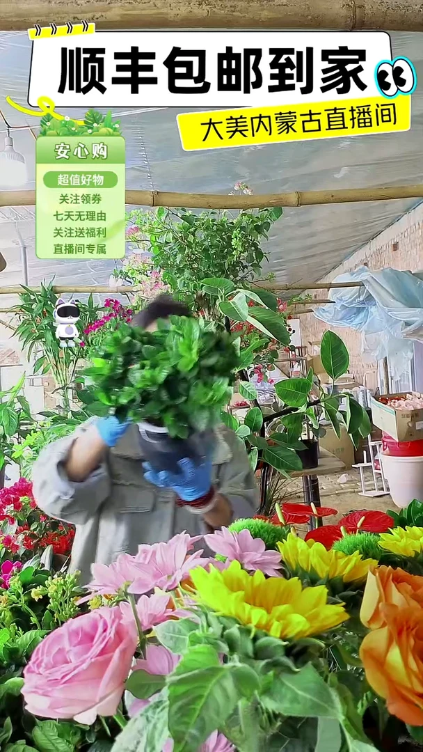 完全开放水培栀子顺丰包邮