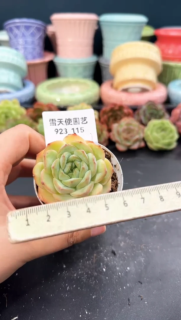 923-115青山（冠幅5cm）