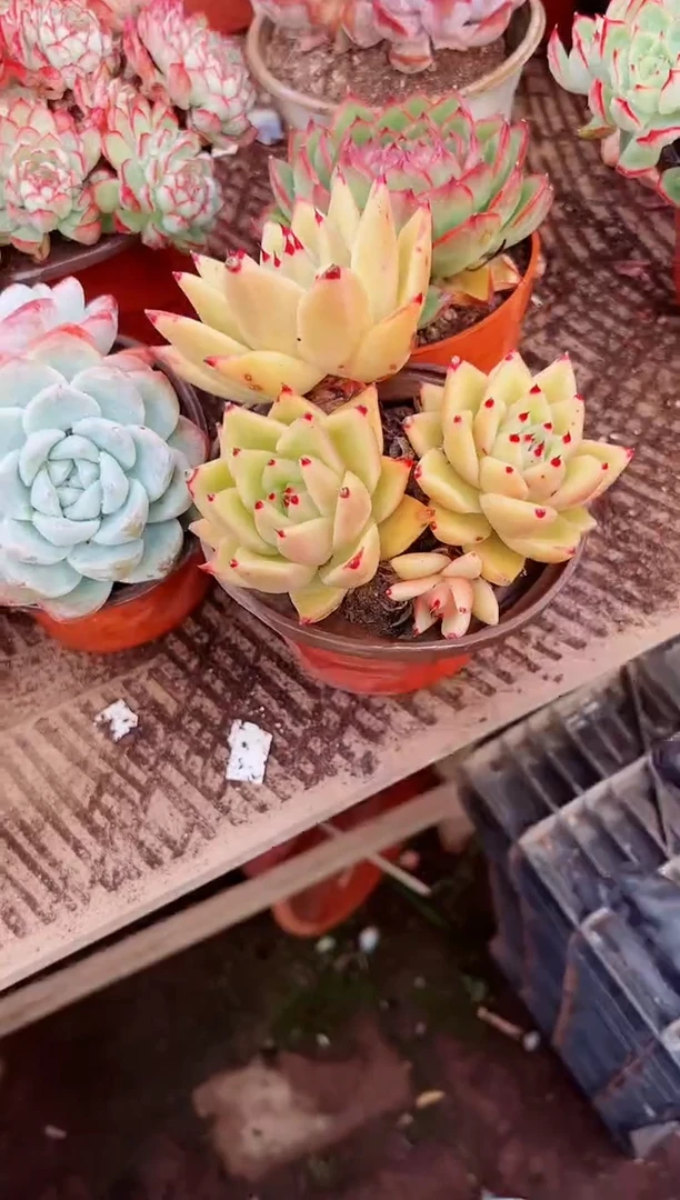 沙多肉植物一物一拍05044