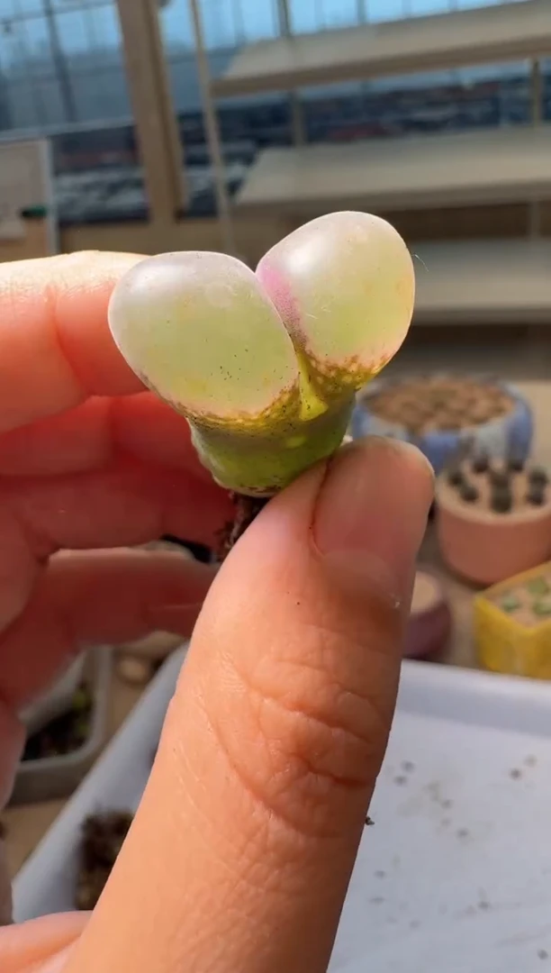 28-237多肉植物肉锥