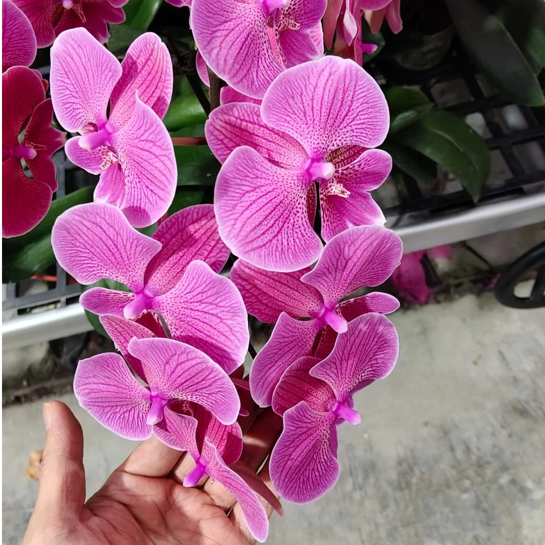 蝴蝶兰《花木兰》颜色艳丽 单花剑 带花发货 绿植花卉