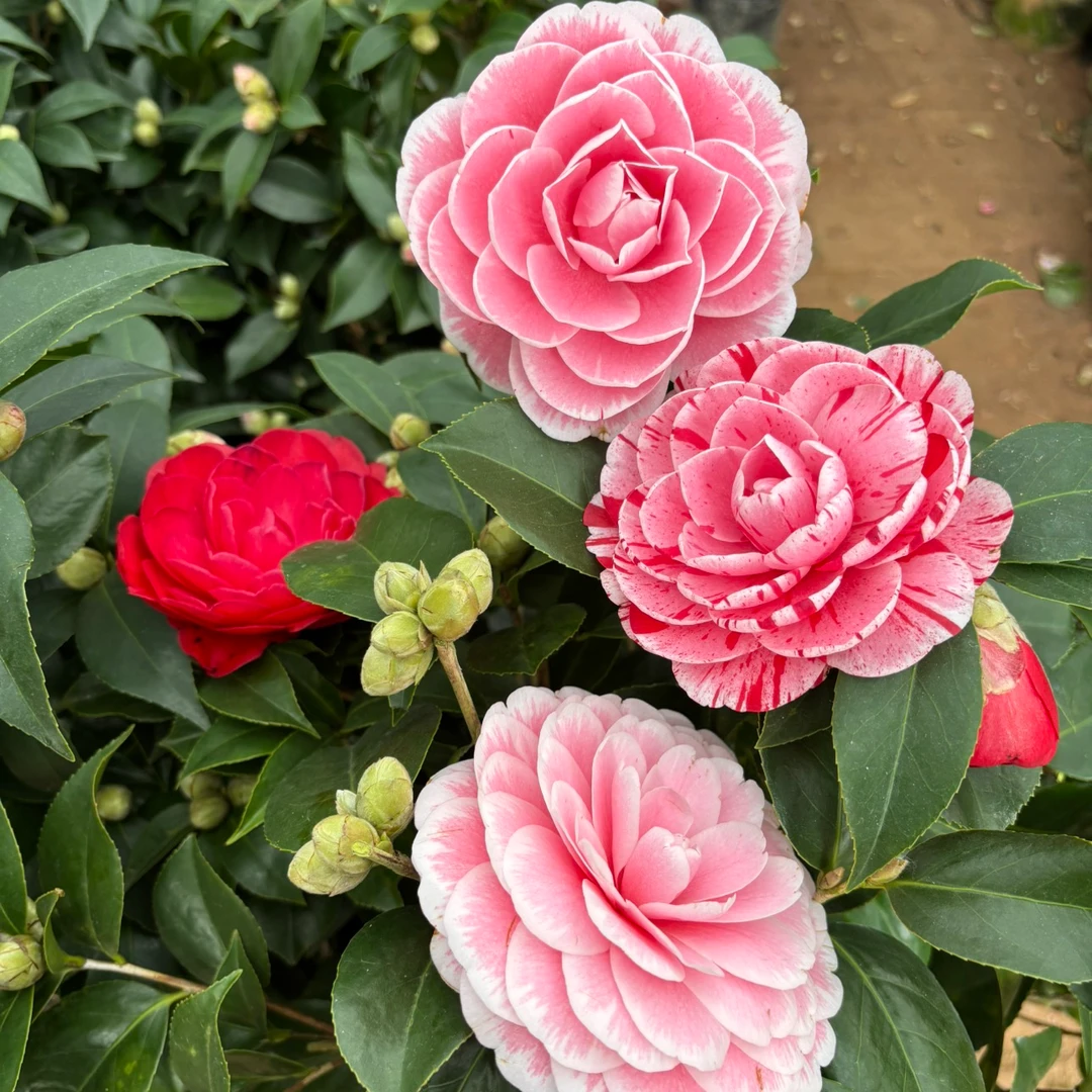 多色赤丹茶花盆栽福建四季常绿山茶花树苗五白幻彩色正版花卉花苞
