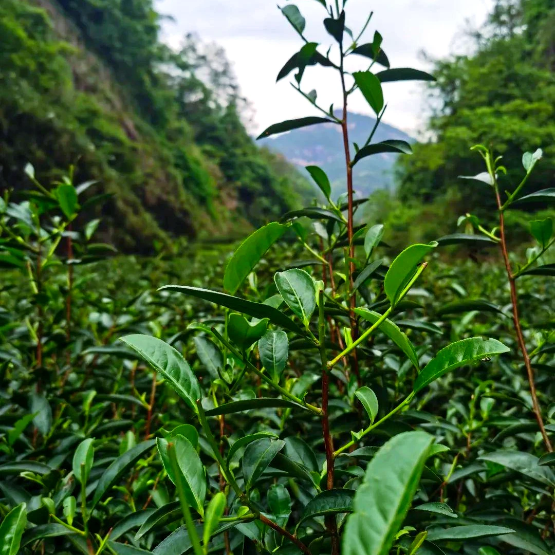 【古叶天祥】50g乌龙茶福建武夷山炭焙岩茶茶叶