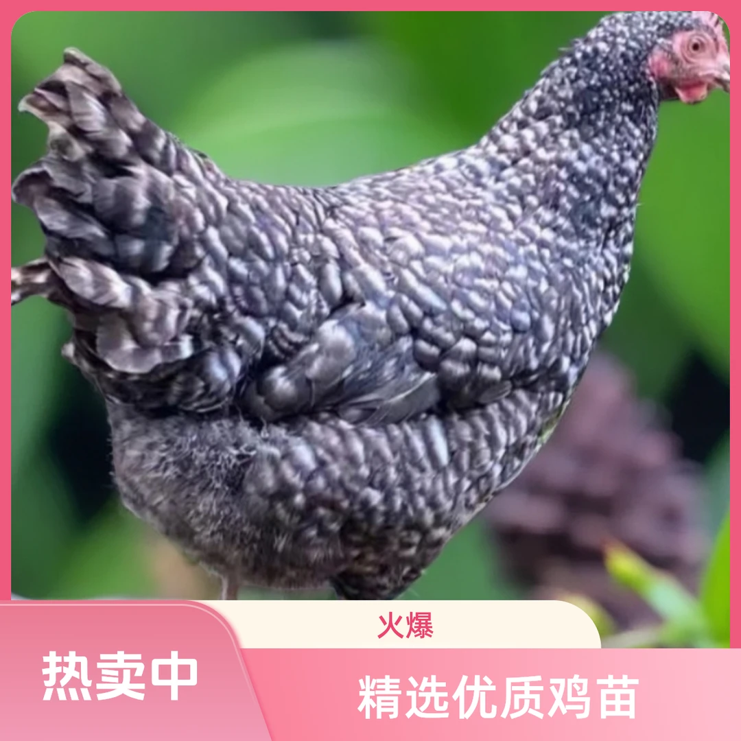 （8大只）农村散养的芦花鸡土鸡活鸡年产300枚左右包邮