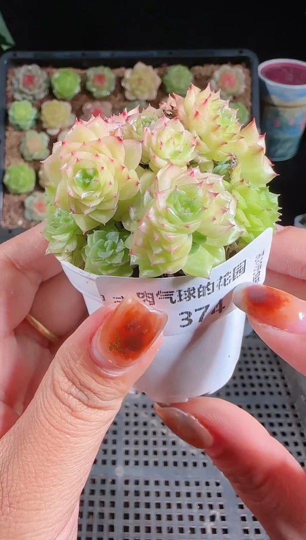 1030-374麦秆群不包整