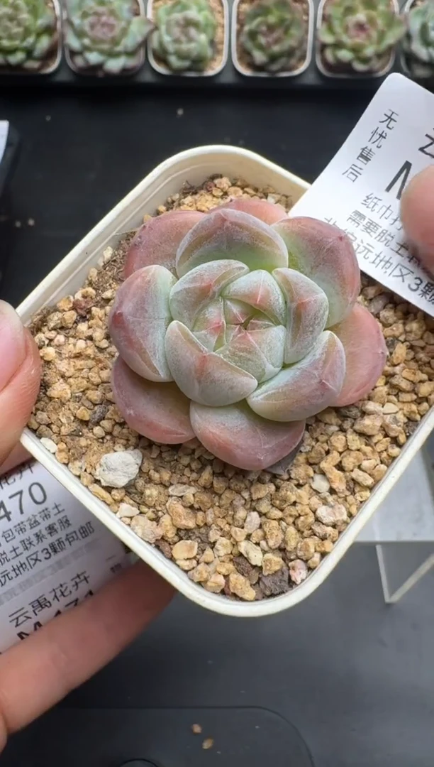 467M当天拍3颗包柚 带盆土纸巾打包 云禹花卉 珍妮多肉植物
