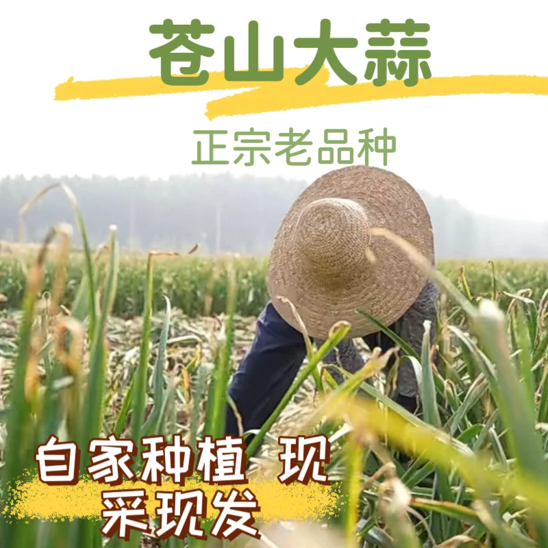 2025现挖现发正宗兰陵（苍山）四六瓣白皮大蒜 农户一手种植