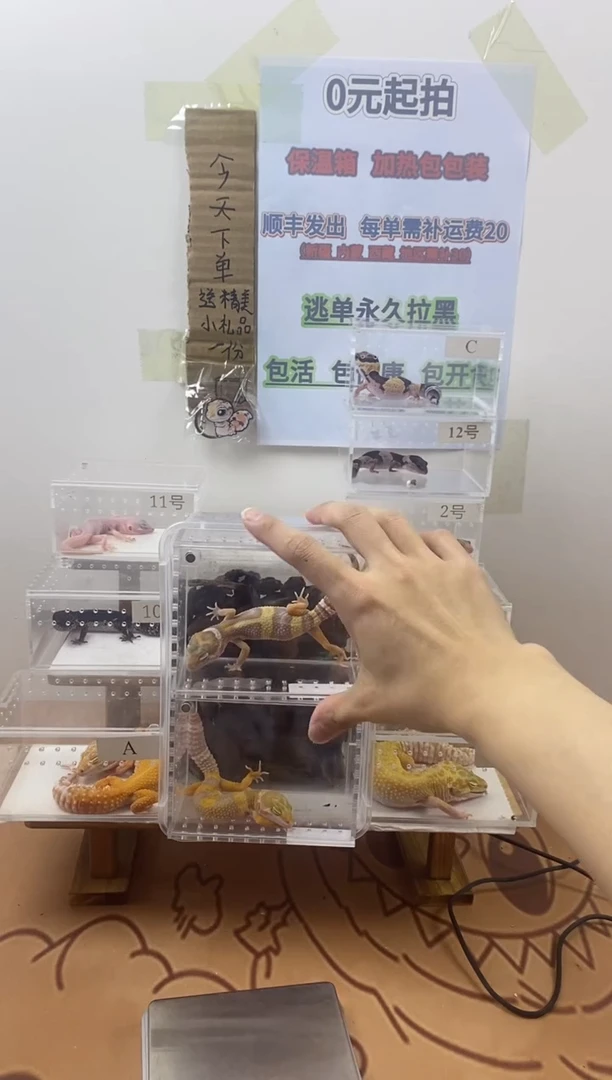 豹纹守宫豹纹守宫幼苗亚成体成体肥尾