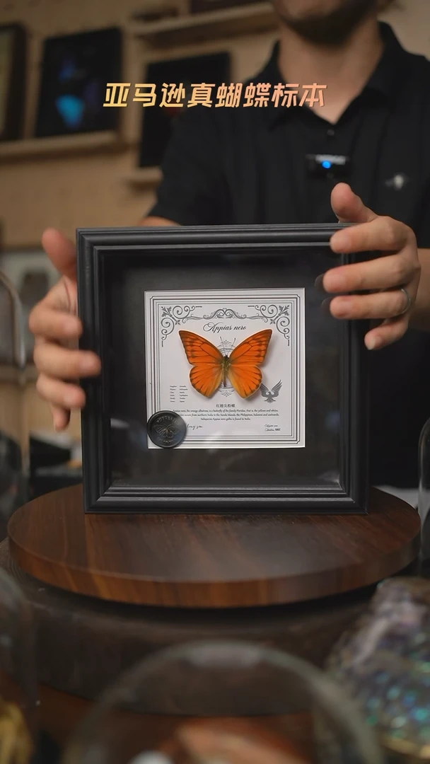 红翅尖粉蝶盲盒版7寸方框