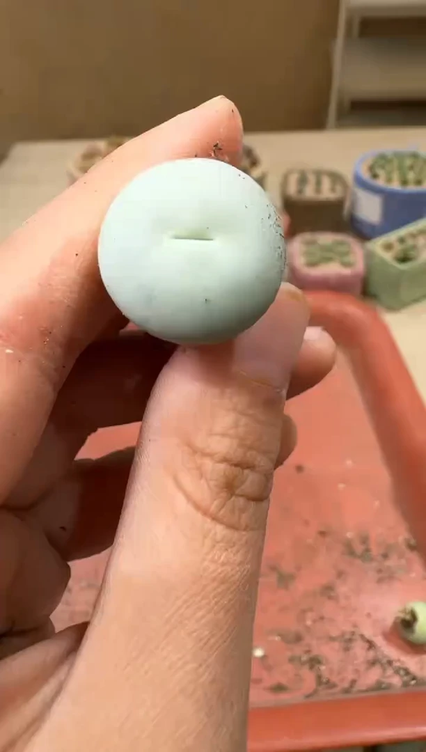 14-123多肉植物肉锥