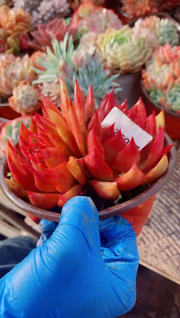 ?****?跃跃精品多肉21032