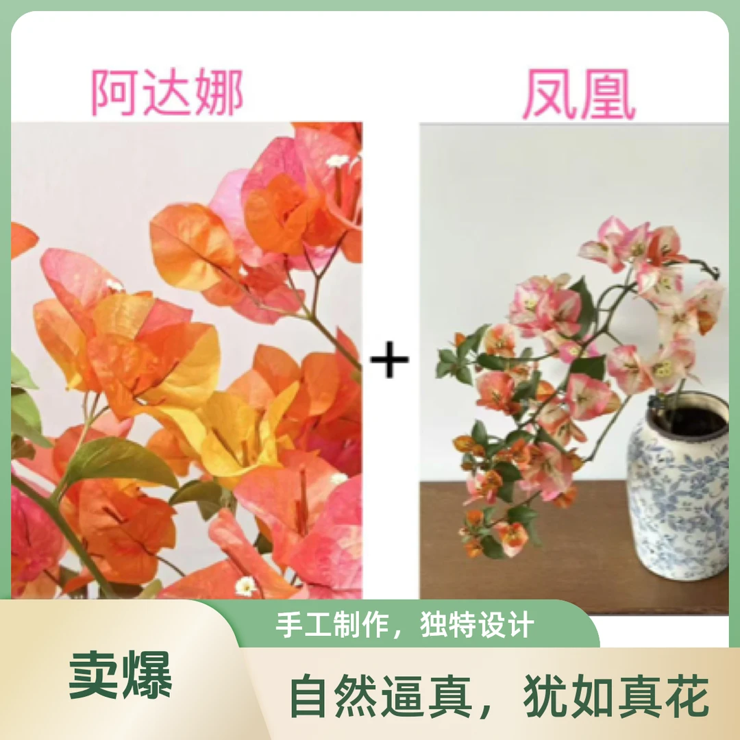 凤凰+阿达娜（名贵组合）到手2颗三角梅基地直邮不带花不带盆