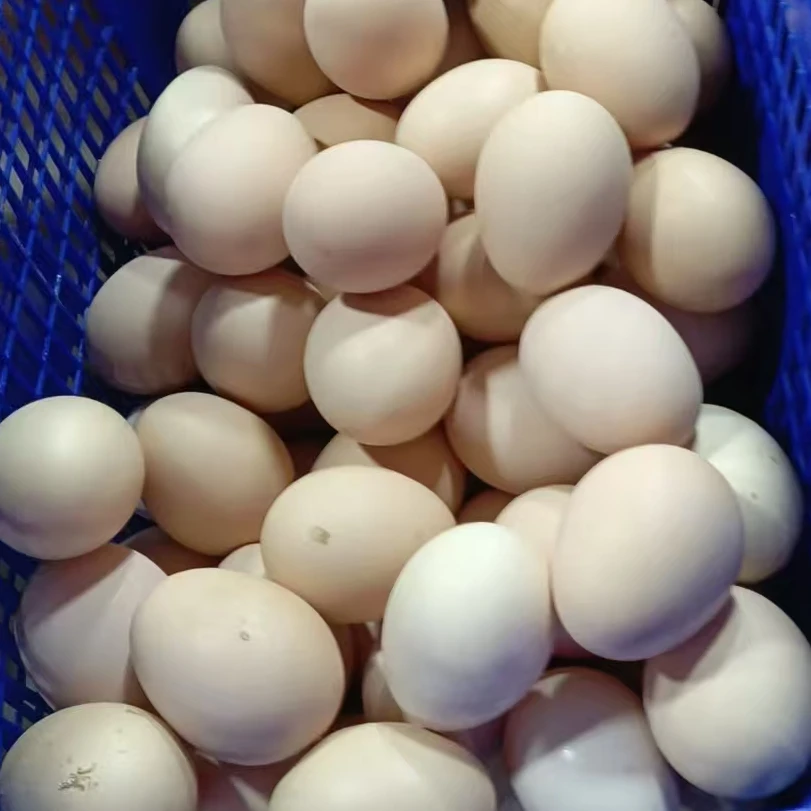 本地放养鸡蛋一斤
