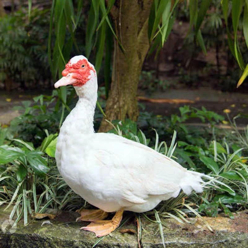 一斤番鸭农家散养大种白番鸭红脸鸭西洋鸭鸳鸯鸭
