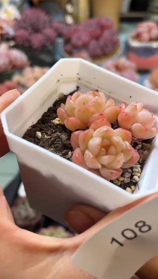 108群生个体多肉