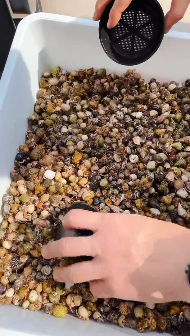 豆丁寄居蟹一碗40-60个