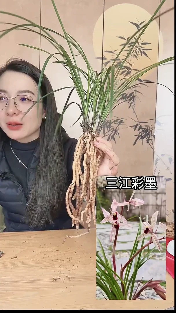 当前无花栽培后可以开花：三江彩墨