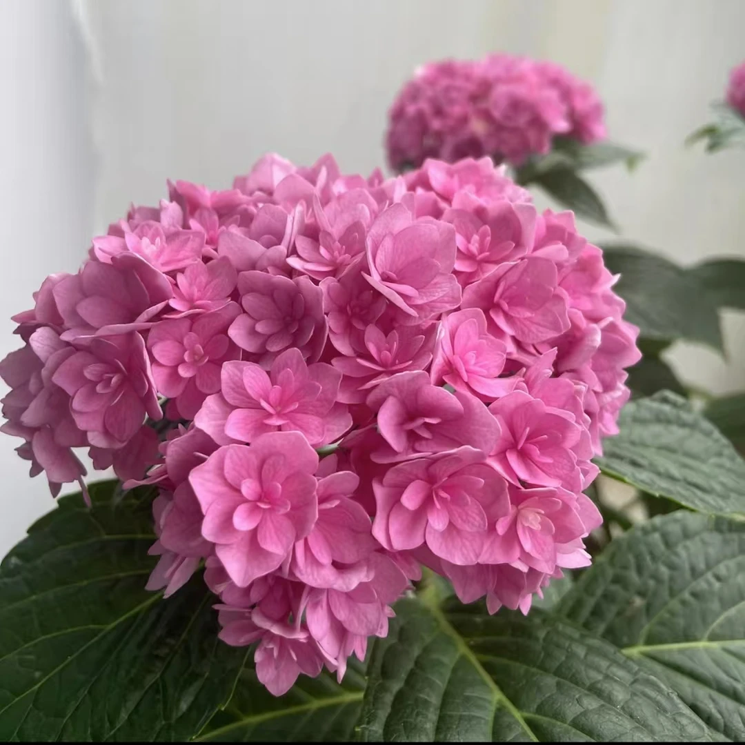 你我一起 红粉色 2加仑（沙坡寨）大花绣球盆栽花卉 带花苞发货