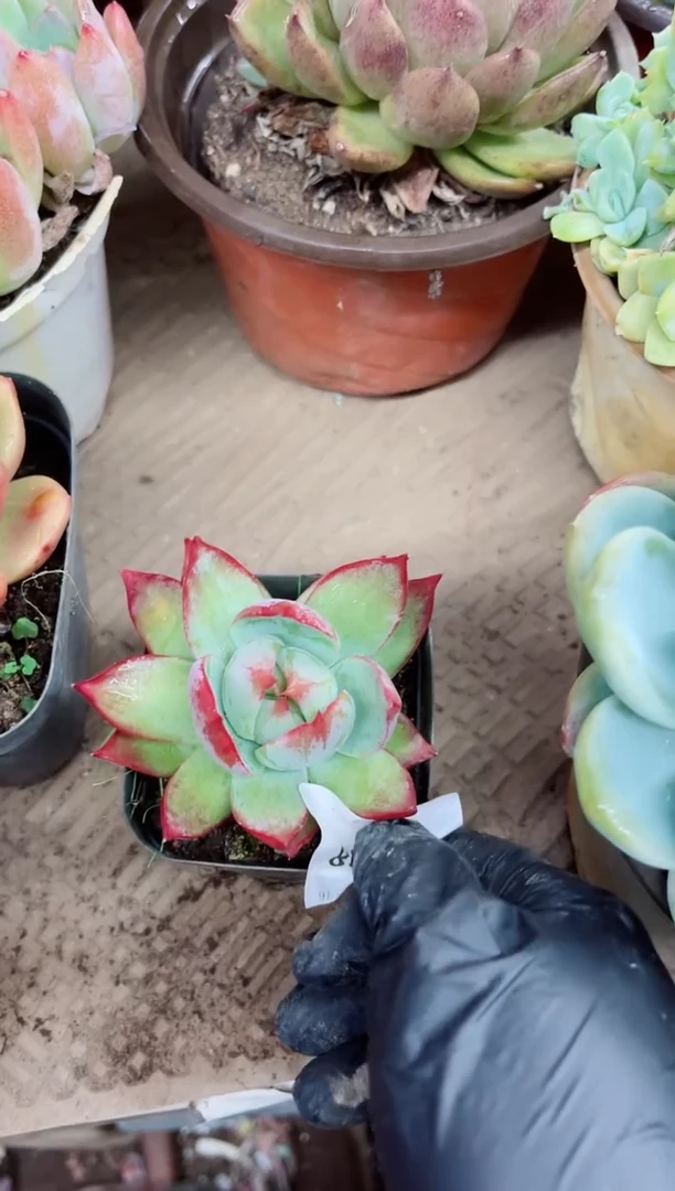 ?***晓21028多肉植物一物一拍